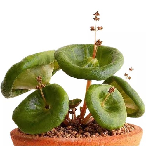 Tazza vino crassula - vino, 1